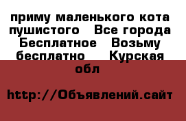 приму маленького кота пушистого - Все города Бесплатное » Возьму бесплатно   . Курская обл.